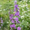 Szarkaláb › Delphinium Consolida › QIS Lilac