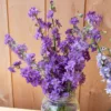 Szarkaláb › Delphinium Consolida › QIS Lilac