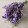 Szarkaláb › Delphinium Consolida › QIS Lilac