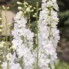 Szarkaláb › Delphinium Consolida › White Spire