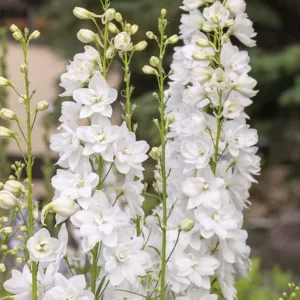 Szarkaláb › Delphinium Consolida › White Spire