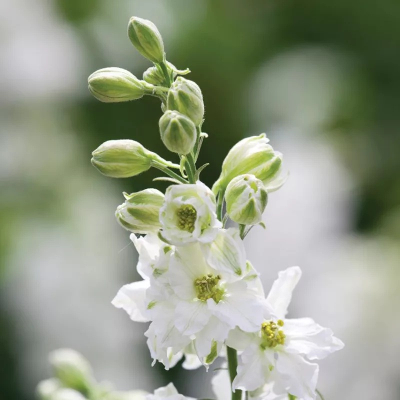 Szarkaláb › Delphinium Consolida › White Spire