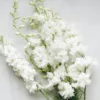 Szarkaláb › Delphinium Consolida › White Spire