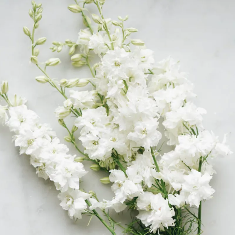 Szarkaláb › Delphinium Consolida › White Spire