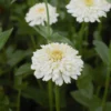 Rézvirág › Zinnia Elegans › Cresto Cream
