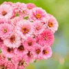 Zinnia elegans luminosa