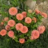 Rézvirág › Zinnia Elegans › Salmon Queen