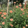 Rézvirág › Zinnia Elegans › Salmon Queen