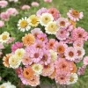 Rézvirág › Zinnia Elegans › Cresto Peaches & Cream