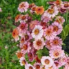 Rézvirág › Zinnia Elegans › Cresto Peachy Pink