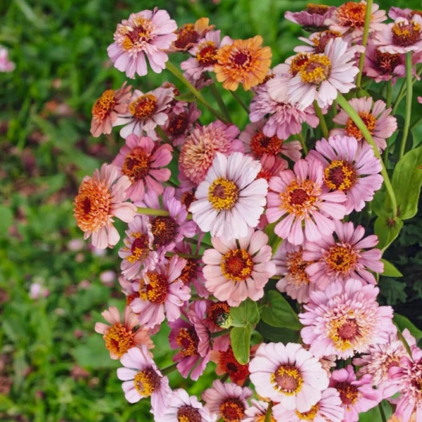 Rézvirág › Zinnia Elegans › Cresto Peachy Pink