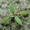 Sóvirág › Limonium Suworowii palánta