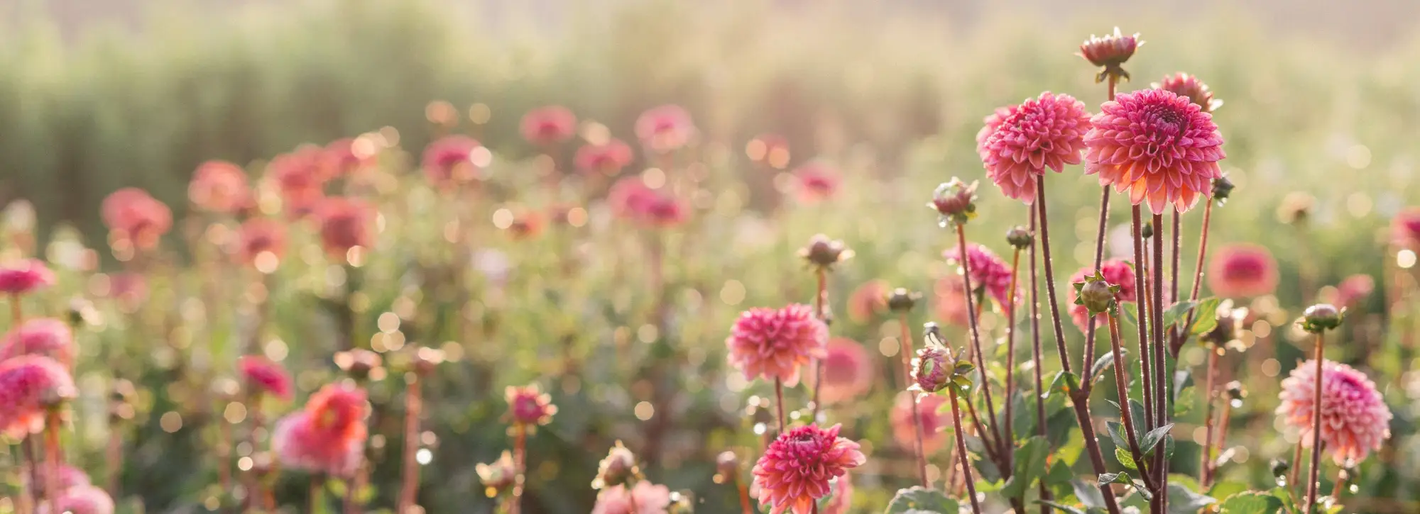 Napfényes Virágfarm