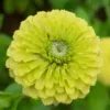Rézvirág › Zinnia Elegans › Queeny Lime