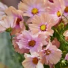 Pillangóvirág › Cosmos Bipinnatus › Apricotta
