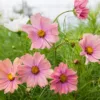 Pillangóvirág › Cosmos Bipinnatus › Apricotta
