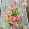 Pillangóvirág › Cosmos Bipinnatus › Apricotta