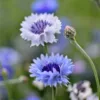 Búzavirág › Centaurea Cyanus › Classic Fantastic