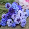 Búzavirág › Centaurea Cyanus › Classic Fantastic