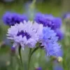 Búzavirág › Centaurea Cyanus › Classic Fantastic