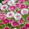 Búzavirág › Centaurea Cyanus › Classic Romantic