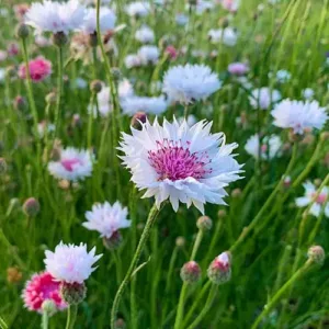 Búzavirág › Centaurea Cyanus › Classic Romantic