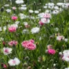 Búzavirág › Centaurea Cyanus › Classic Romantic