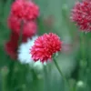 Búzavirág › Centaurea Cyanus › Red Boy