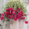 Búzavirág › Centaurea Cyanus › Red Boy