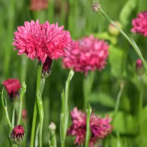 Búzavirág › Centaurea Cyanus › Red Boy