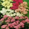 Cickafark › Achillea Millefolium › Colorado mix