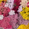 Cickafark › Achillea Millefolium › Colorado mix