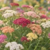 Cickafark › Achillea Millefolium › Colorado mix
