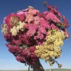 Cickafark › Achillea Millefolium › Colorado mix