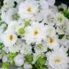 Pillangóvirág › Cosmos Bipinnatus › Double Click Snow Puff