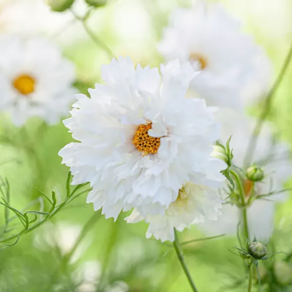 Pillangóvirág › Cosmos Bipinnatus › Double Dutch White