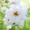 Pillangóvirág › Cosmos Bipinnatus › Double Dutch White