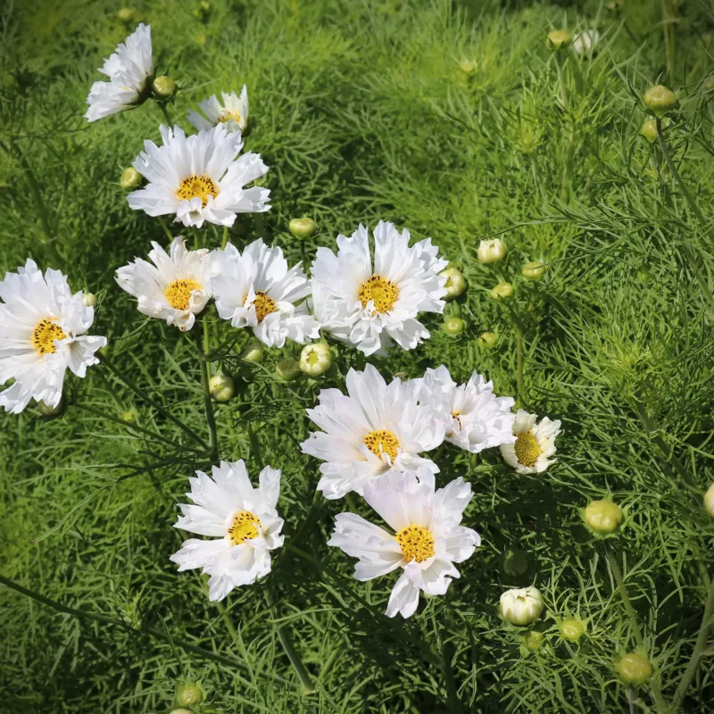 Pillangóvirág › Cosmos Bipinnatus › Double Dutch White - Image 3