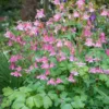 Harangláb › Aquilegia Vulgaris › Heidi