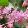 Harangláb › Aquilegia Vulgaris › Heidi