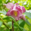 Harangláb › Aquilegia Vulgaris › Heidi