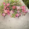 Harangláb › Aquilegia Vulgaris › Heidi