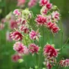 Harangláb › Aquilegia Vulgaris › Nora Barlow