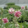 Harangláb › Aquilegia Vulgaris › Nora Barlow
