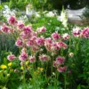 Harangláb › Aquilegia Vulgaris › Nora Barlow