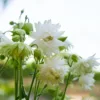 Harangláb › Aquilegia Vulgaris › White Barlow
