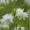 Harangláb › Aquilegia Vulgaris › White Barlow