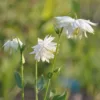 Harangláb › Aquilegia Vulgaris › White Barlow