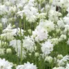 Harangláb › Aquilegia Vulgaris › White Barlow