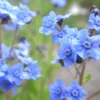 Kínai nefelejcs › Cynoglossum Amabile › Firmament